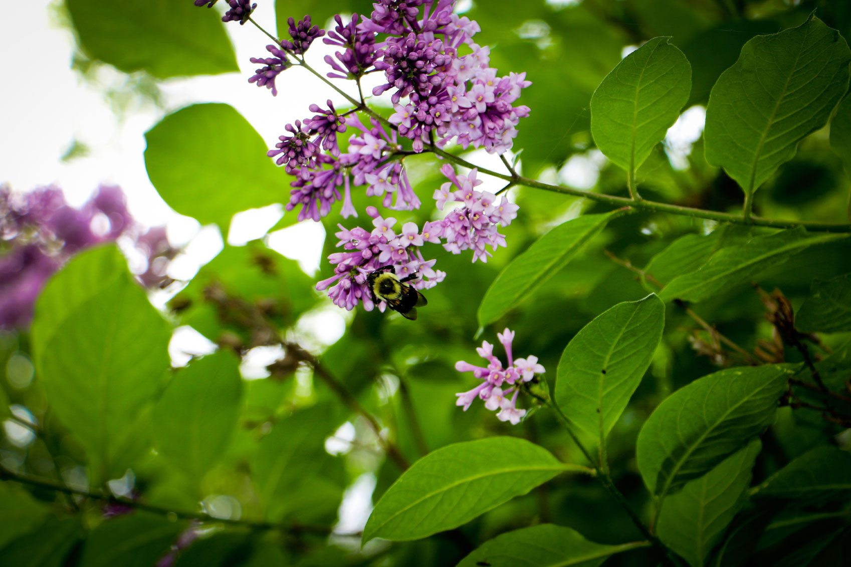 A bunch of purple lilac flowers surrounded by many green leaves