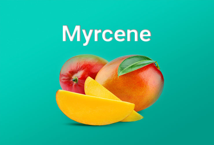 The word Myrcene written in white above two bulbs and two cut portions of mango
