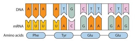 Proteins Are Synthesized In Cells By DNA Alphabet