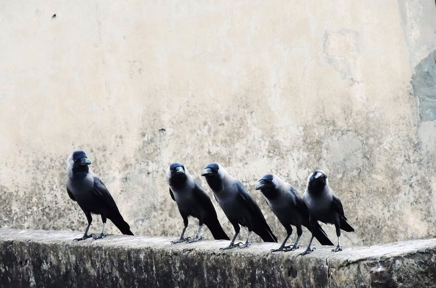 Crows Are Self-Aware And May Reflect On Their Thoughts