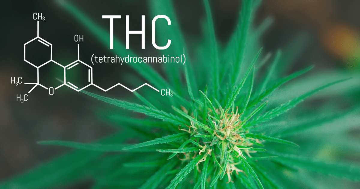 How THC Works In The Body?