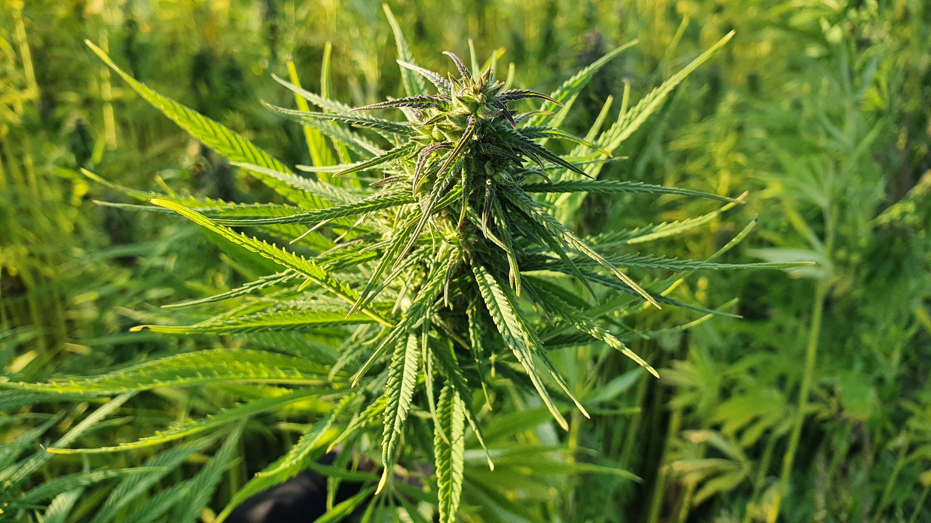 A large farm of cannabis plants