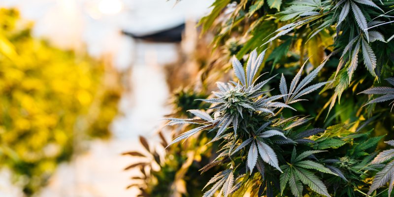 CBD And Other Cannabinoids - Its Re-Emergence As Medicine