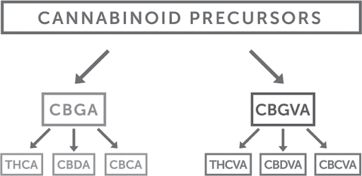 An image showing how cannabidnols are broken down before being used