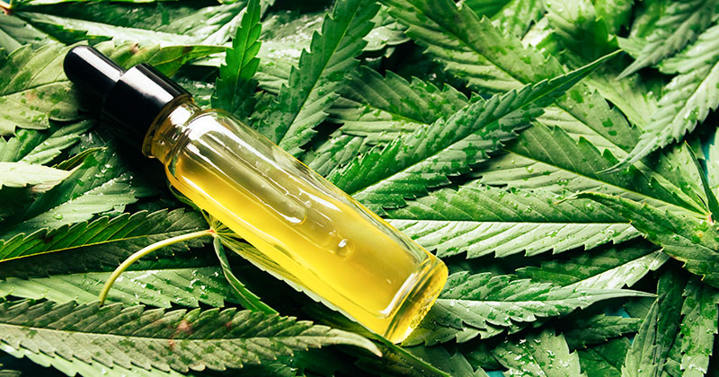 A transparent tincture bottle with black cover filled with CBD oil sitting on a bunch of cannabis leaves