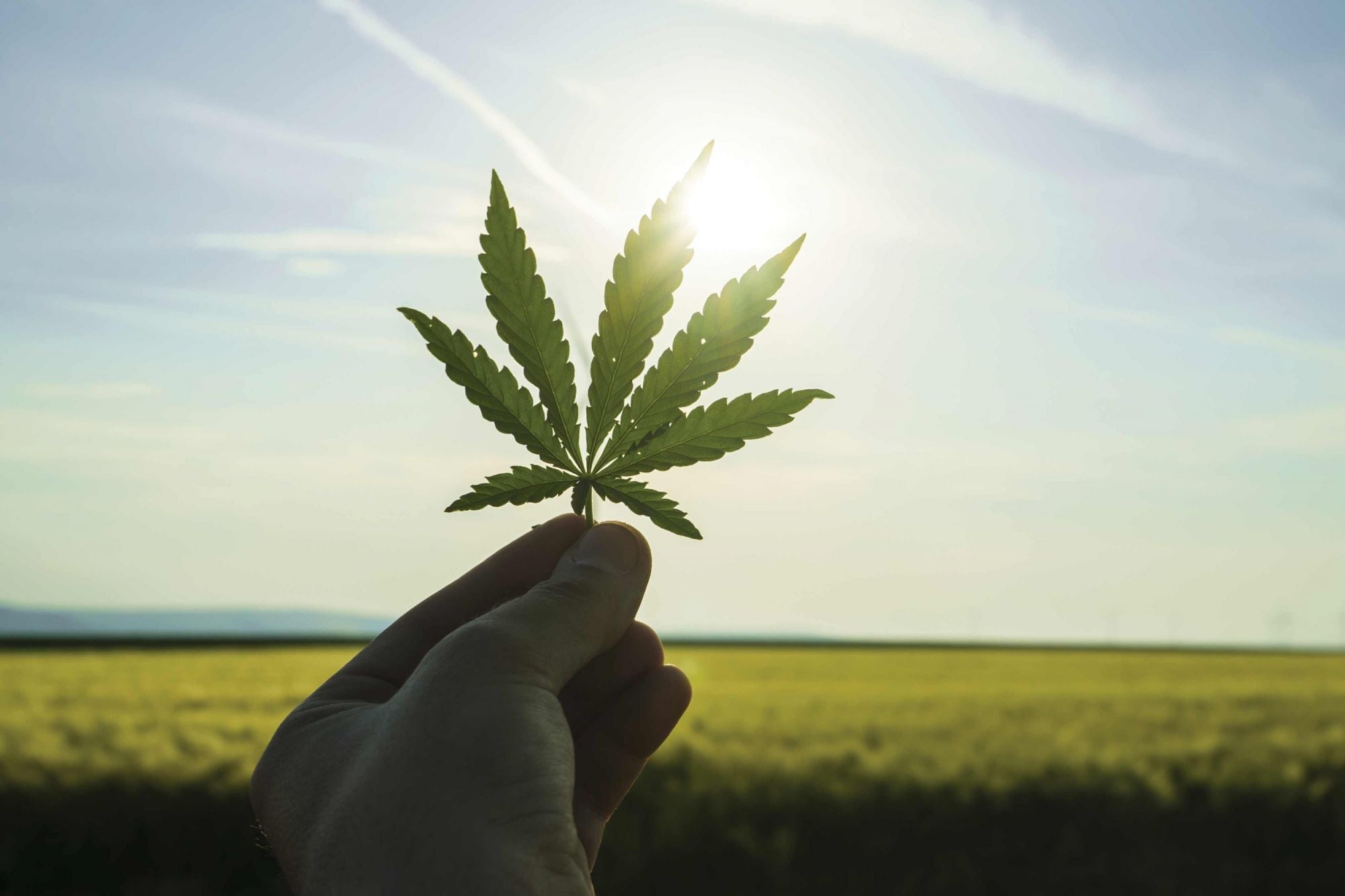 A hand holding a cannabis leaf to the sky with the sun ray glowing by it