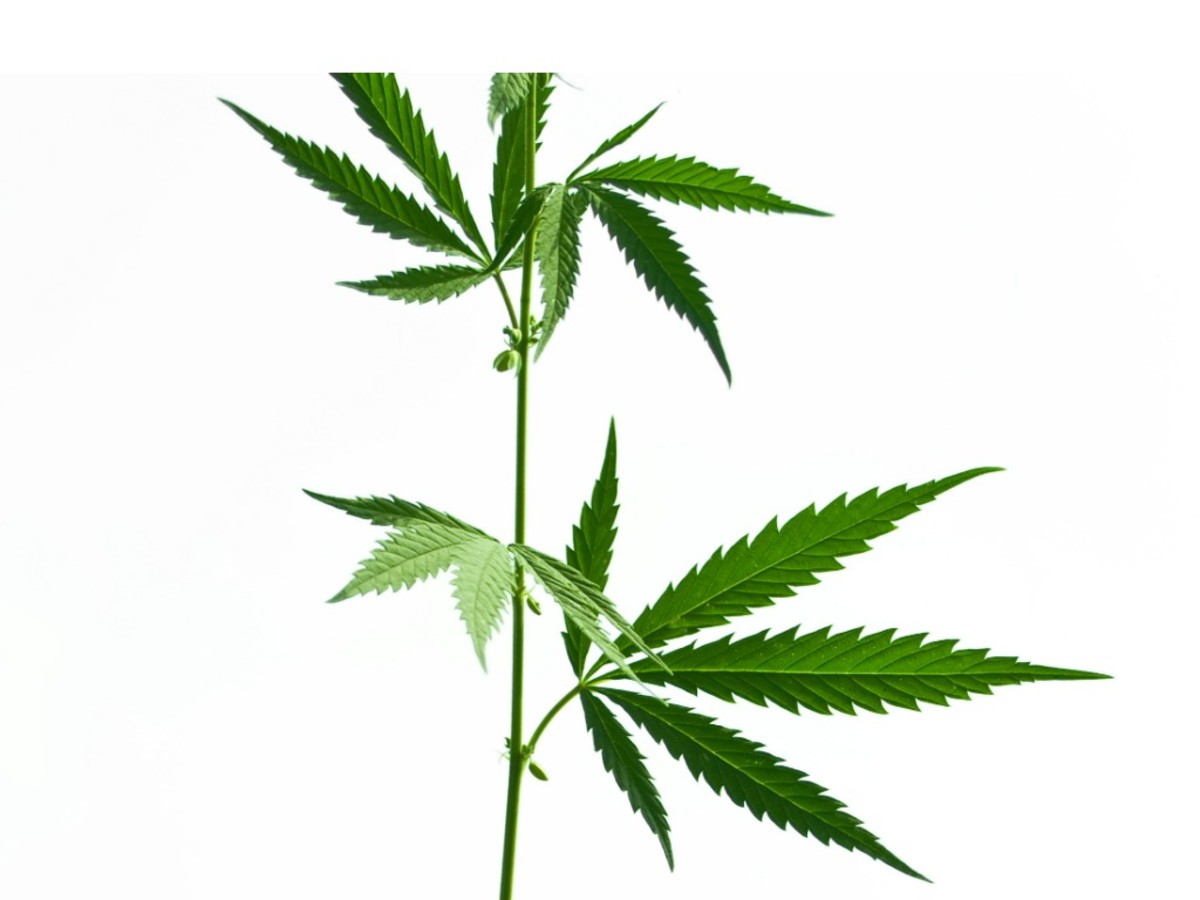 A picture of a stem with cannabis leaves