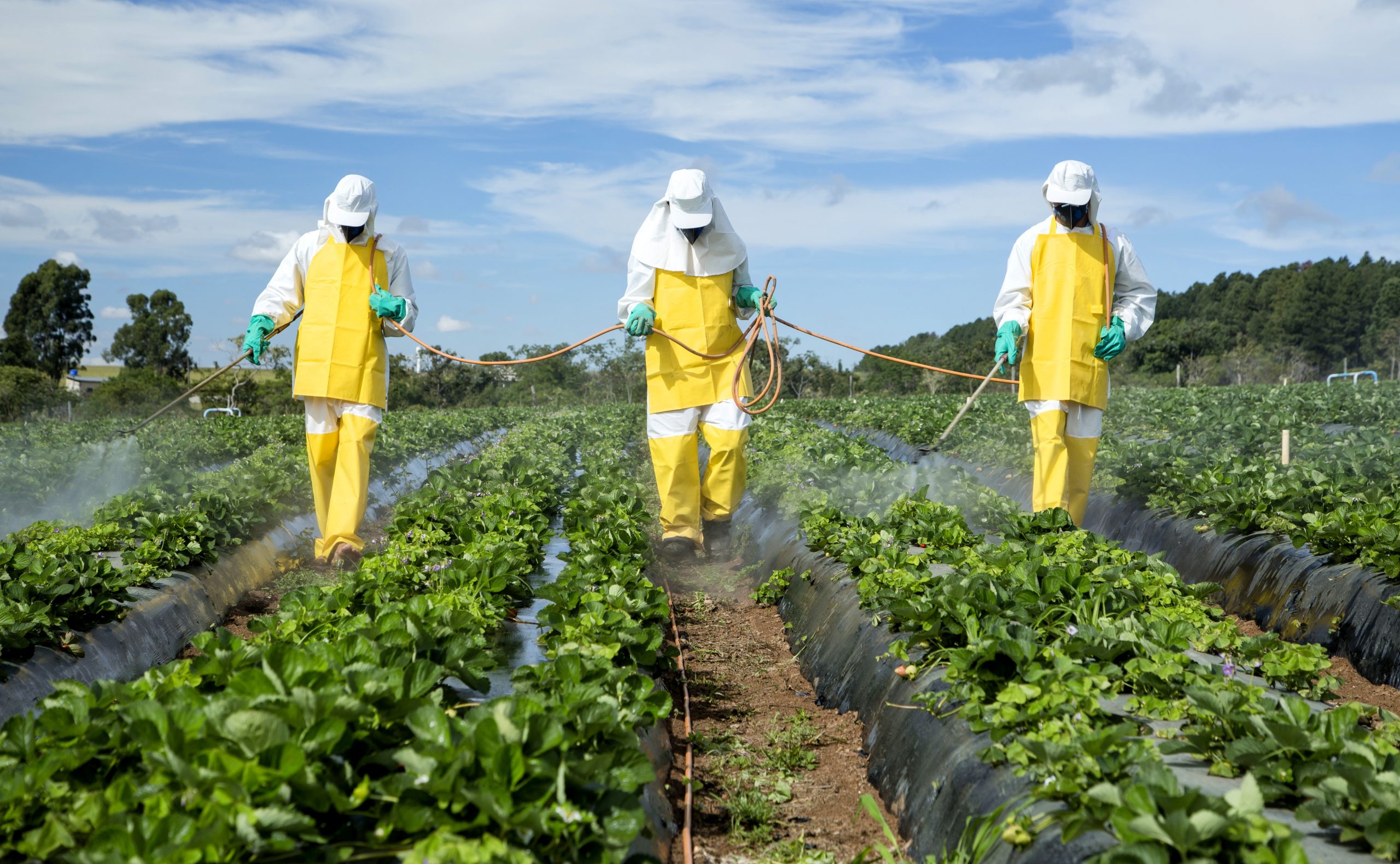 Three men wearing a white and yellow coat with their faces covered spraying chemical pesticides on a farm field