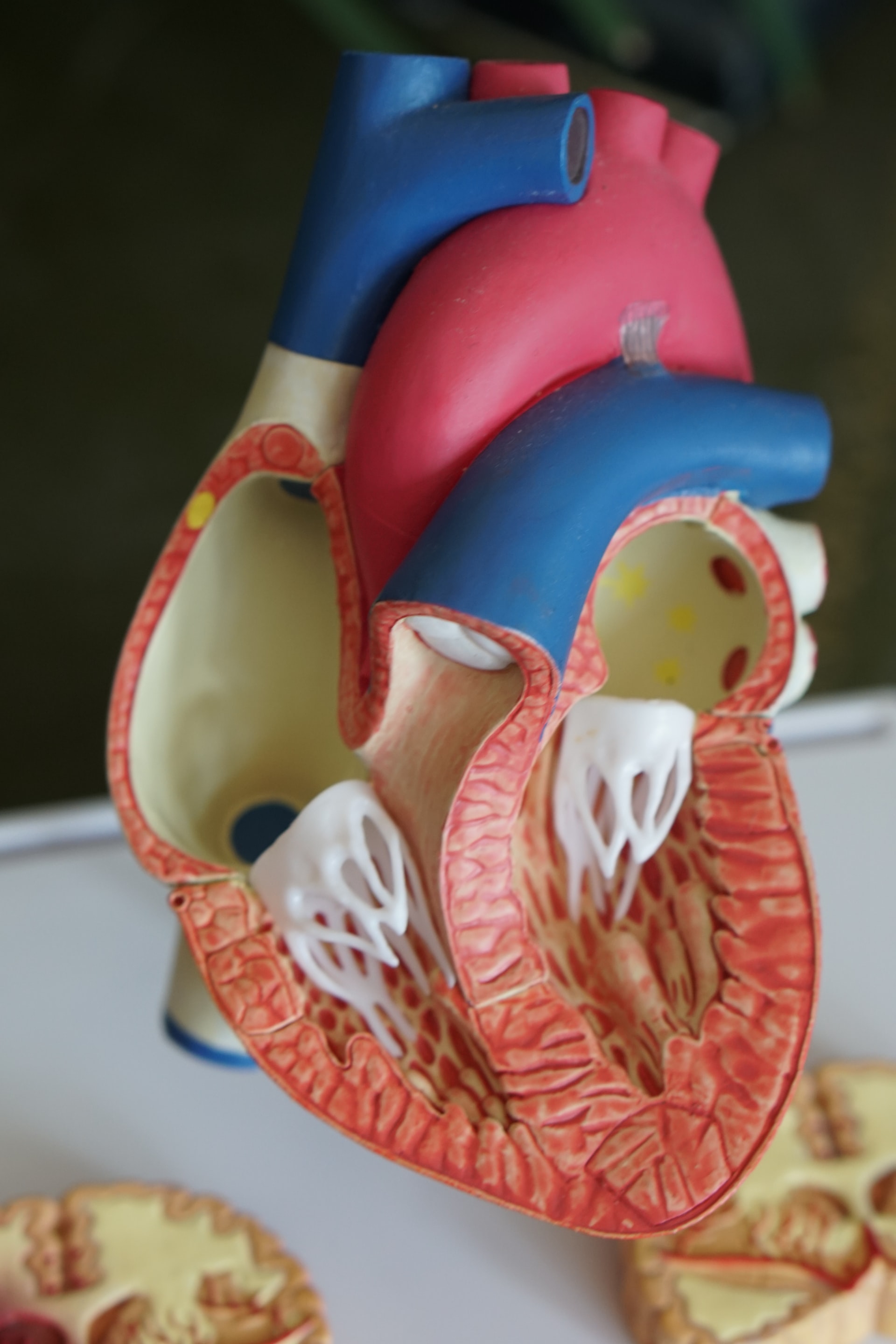 Model of the interior structure of the human heart