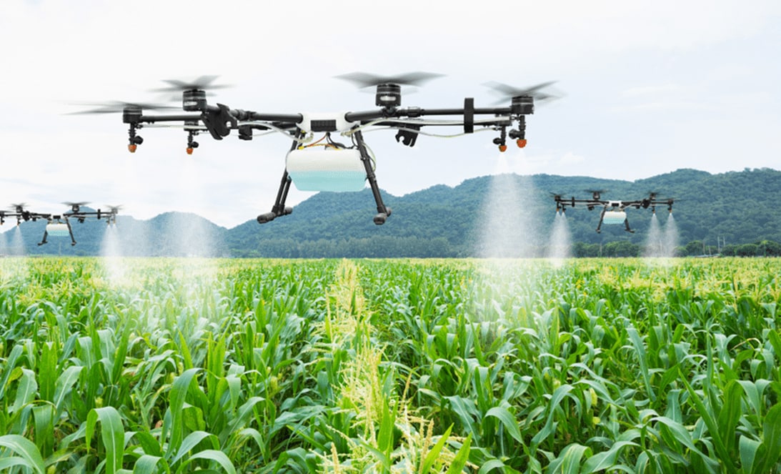 Three drones flying over a corn field spraying pesticides