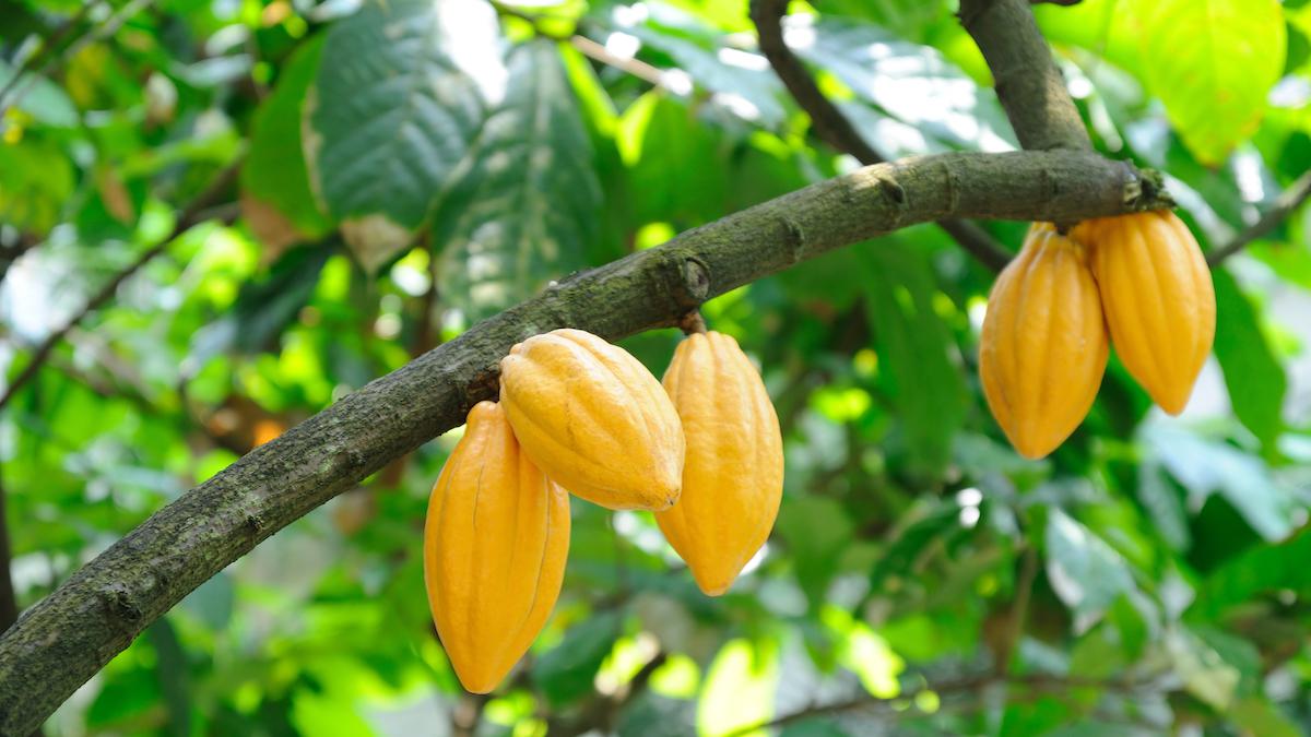 Verticillium Wilt Of Cacao - Effects Of Its Integrated Management