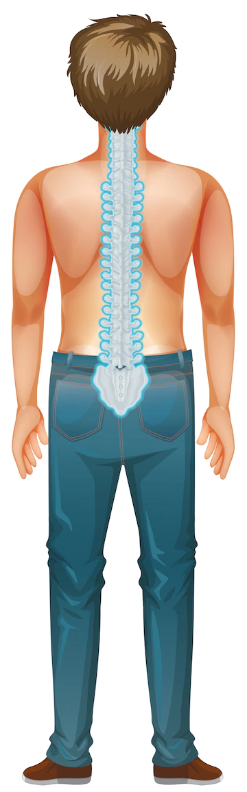 Visual description of a man's spinal cord