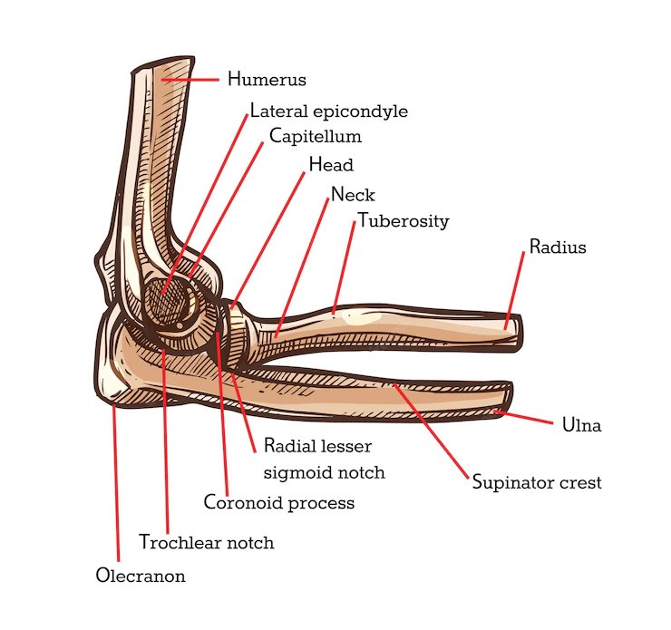 Coronoid Process Of Ulna – It's Anatomy And Function