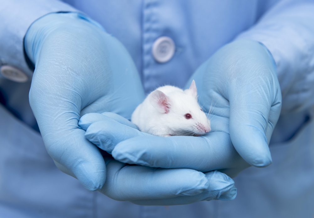 A hand wearing a blue latex glove holding a small white mouse