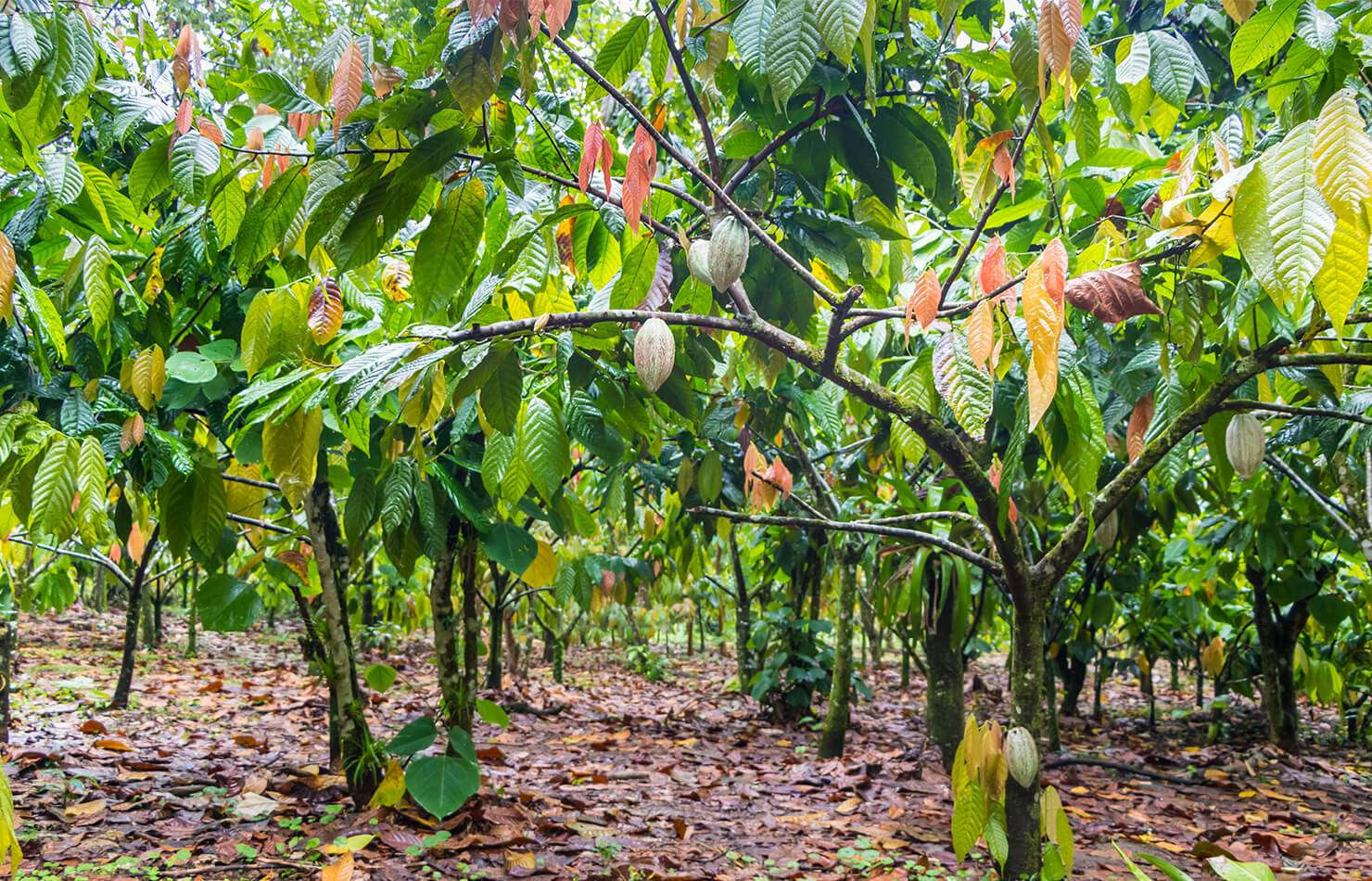 Several trees in a cacao grove with lots of cacao fruits hanging on them