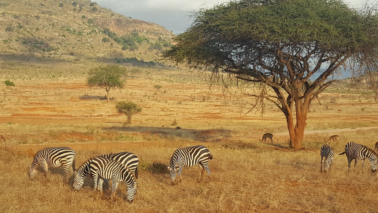 A number of zebras and antelopes grazing on a large field with trees