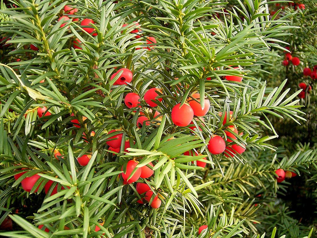Taxus Wallichiana Zucc. (Himalayan Yew) - Effects Of Its Anti-Microbial And Pharmacological Properties
