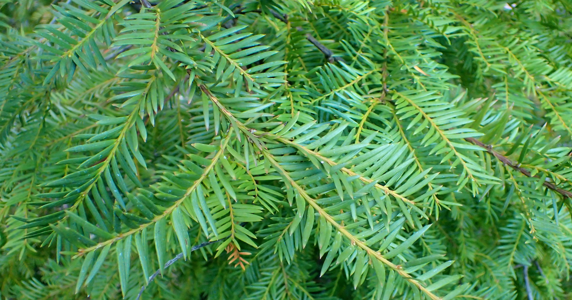 Branches of the Himalayan Yew tree without its fruits