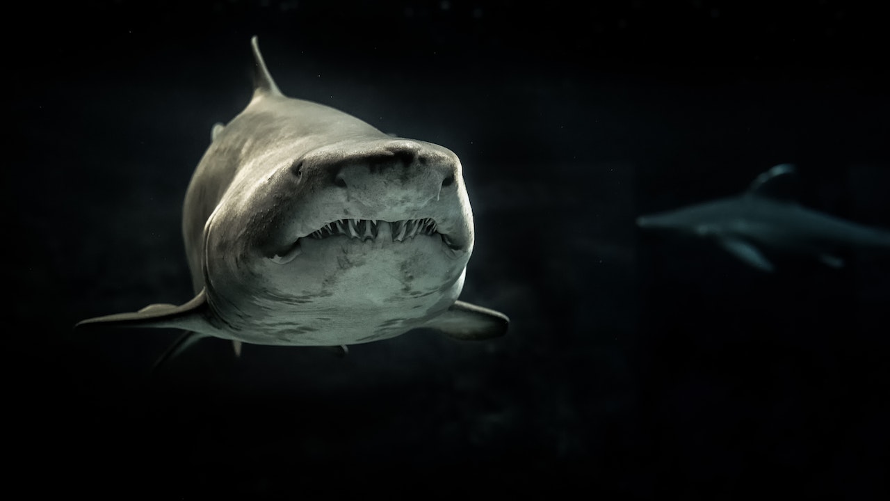 Gray Shark In The Dark Deep Sea