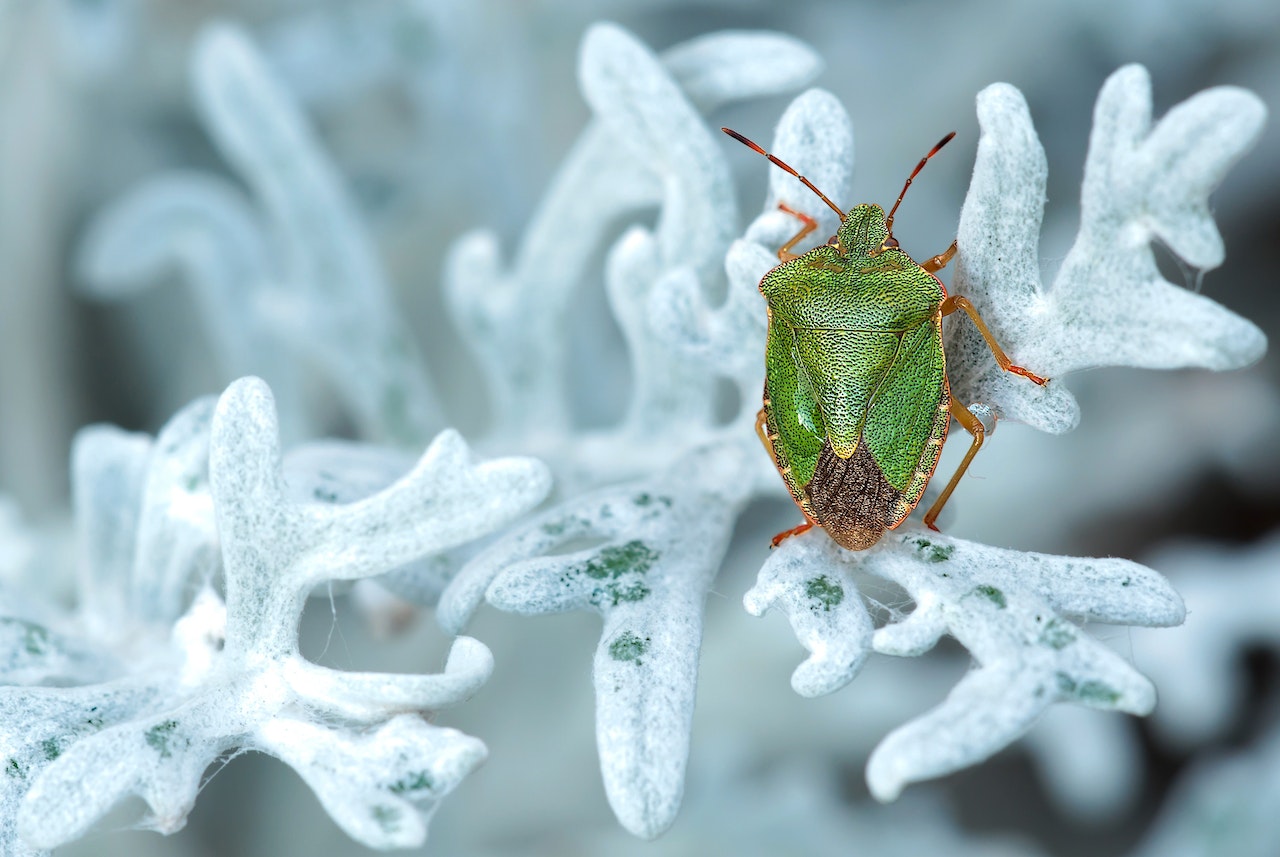 Green and Brown Bug on a White Leaf
