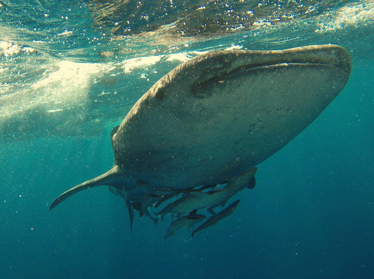 Whaleshark Underwater