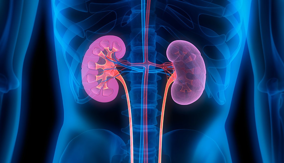 A transparent representation of the human body in blue showing the two kidneys