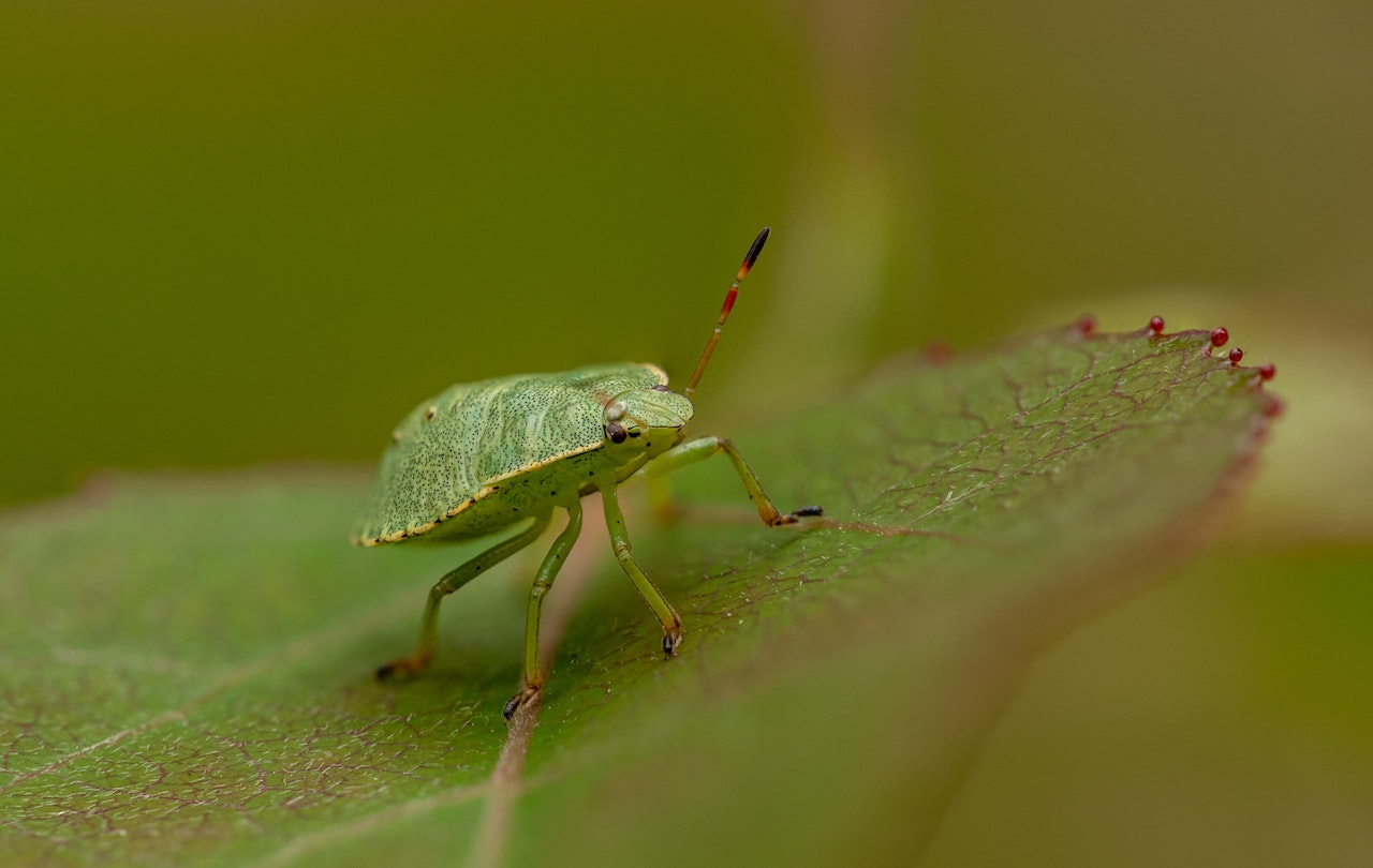 Green Bug on Green Leaf 
