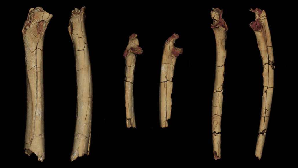 7-Million-Year-Old Femur Reveals Prehistoric Human Walked Upright