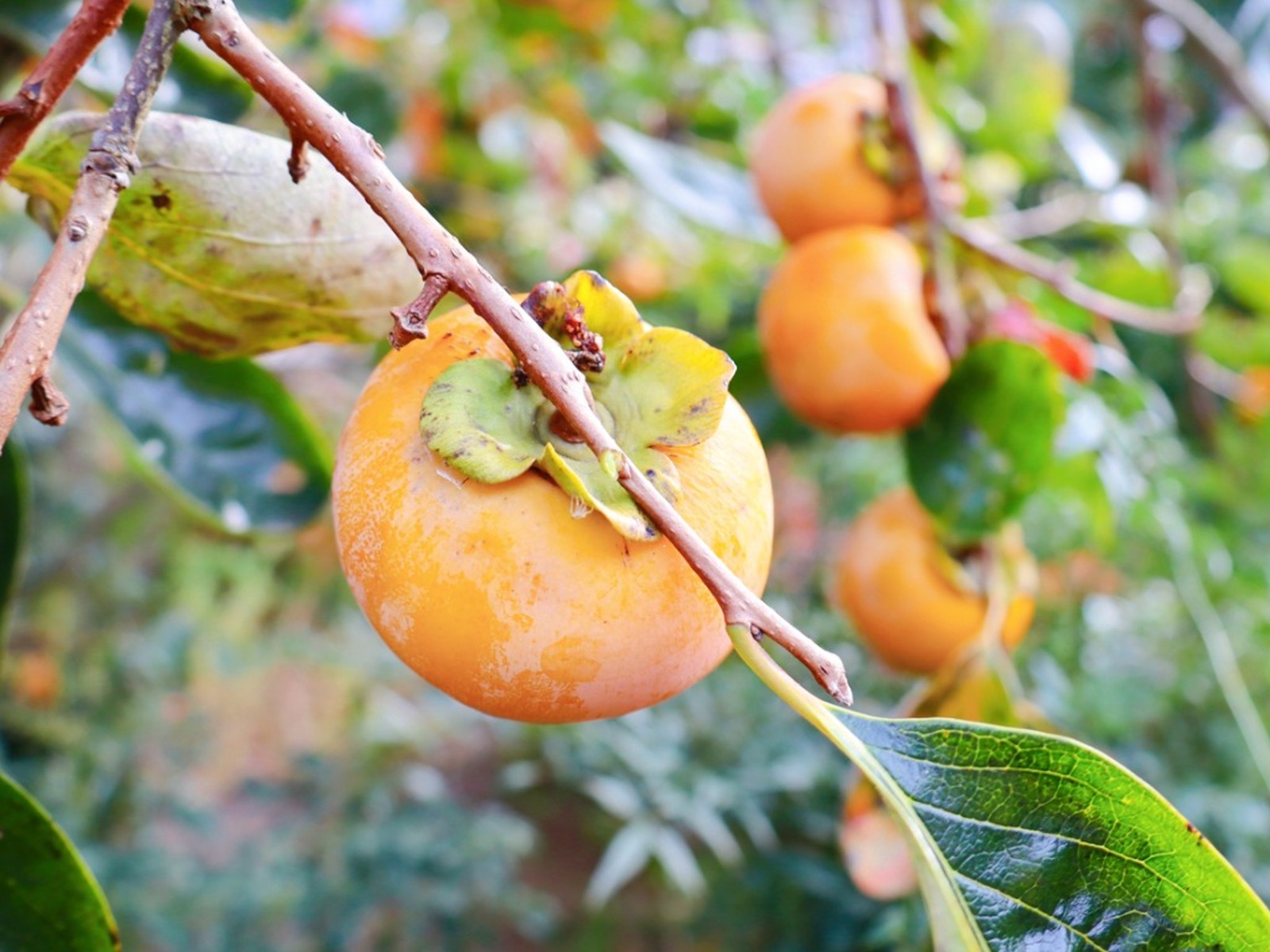 Several orange persimmon hanging on the tree branches