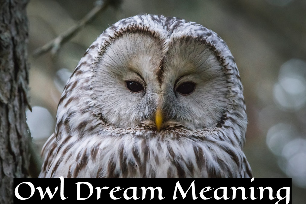 Owl Dream Meaning Representation - Hidden Knowledge, Wisdom, And Intuitive Insight