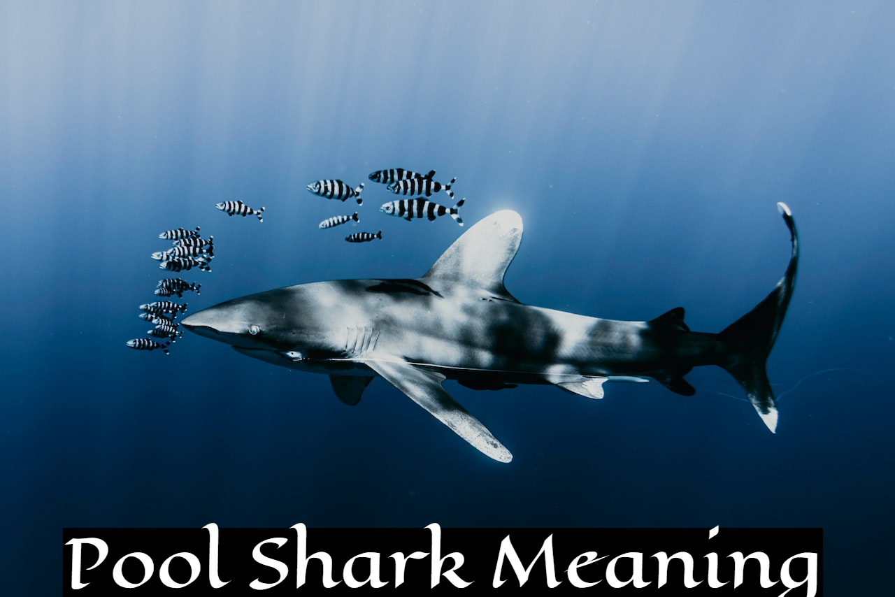 Pool Shark Meaning & Symbolism - Emotional State
