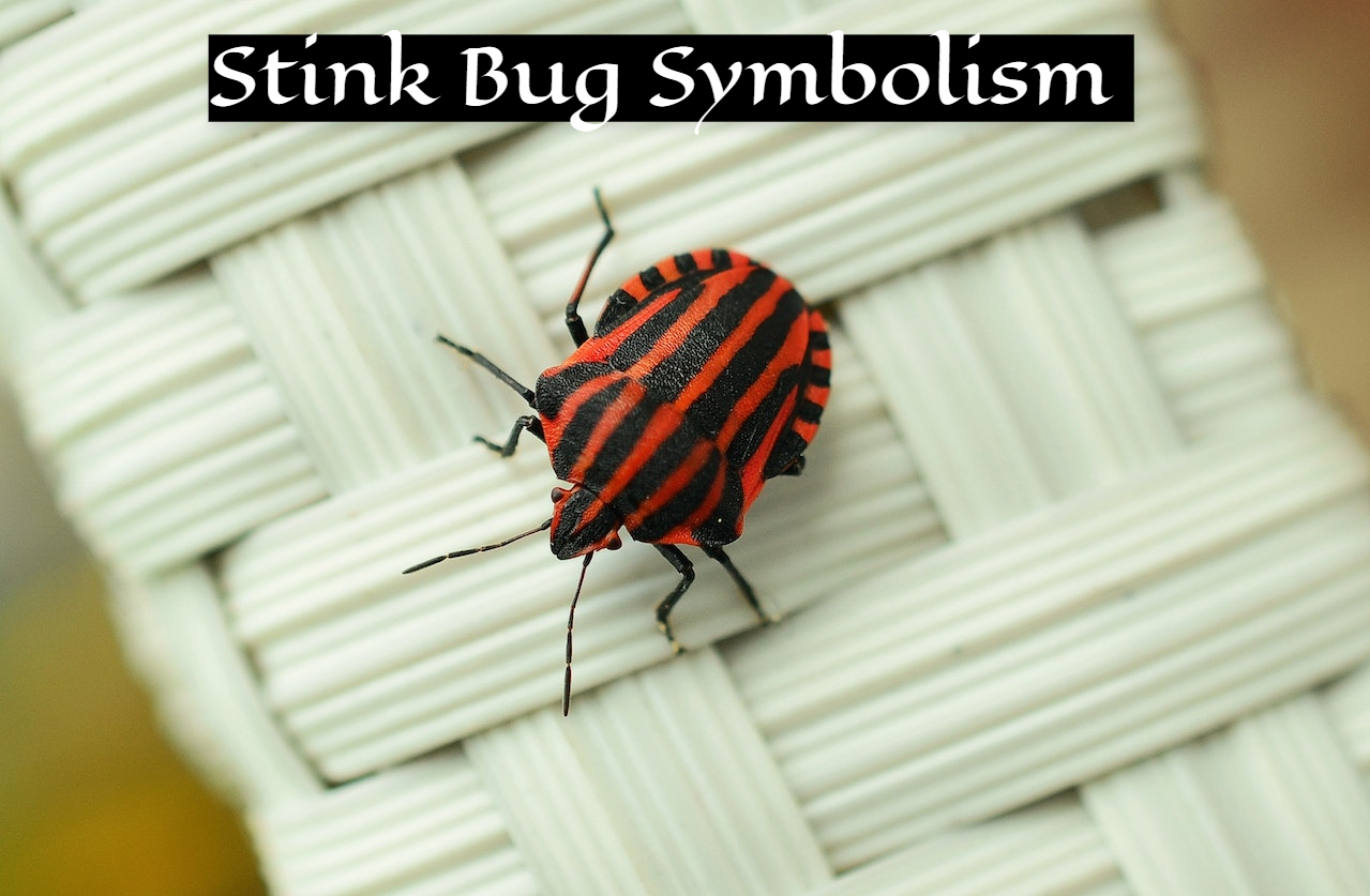 Stink Bug Symbolism - Raise Your Vibrational Awareness