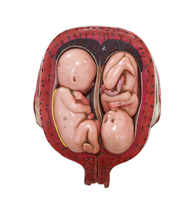 Human twin in womb