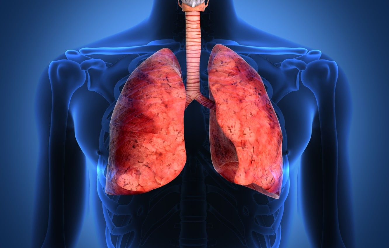 A representation of the human body showing the lungs