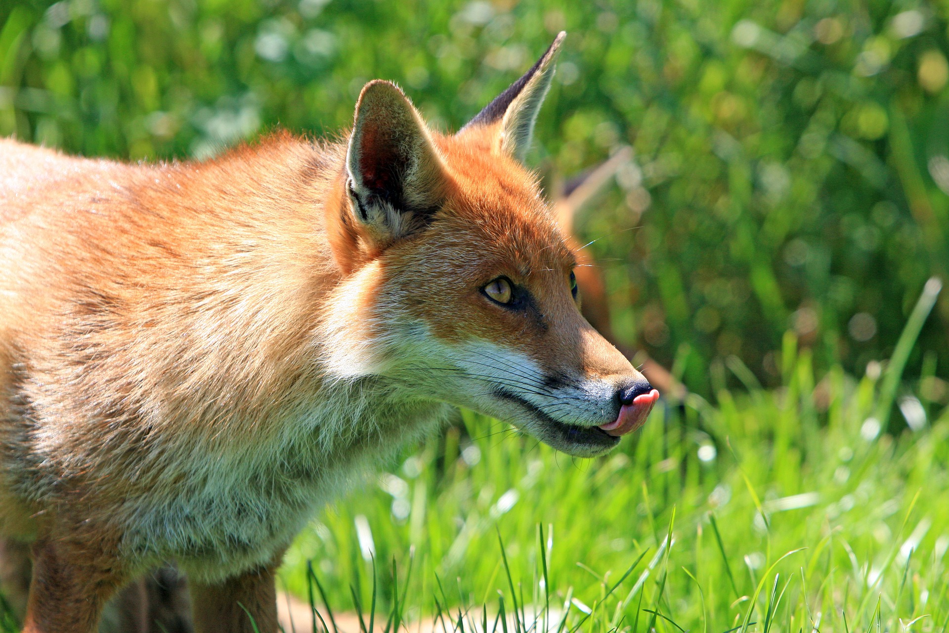 The First Ever Video Documentation Of A Fox Fishing For Food