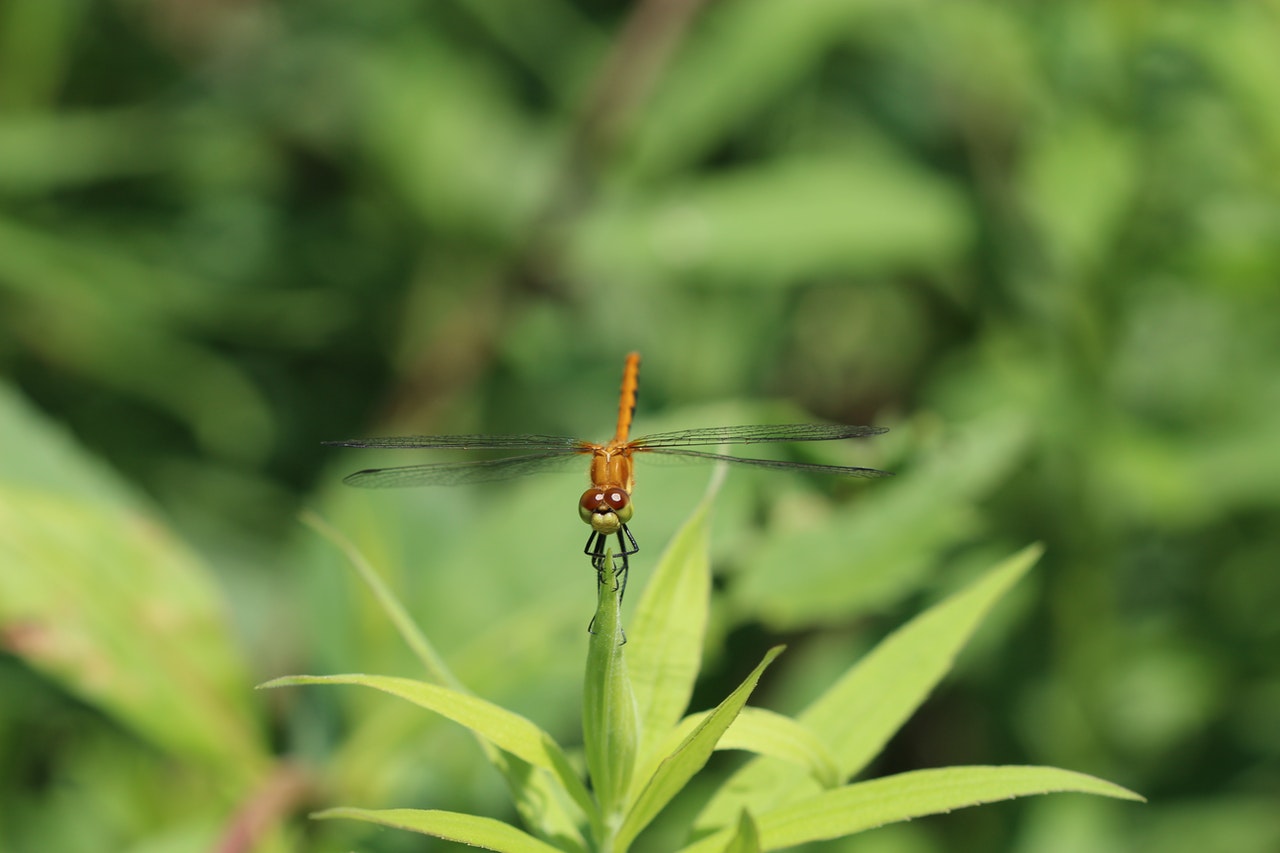 Skimmer Dragonfly Perched On Green Leaf