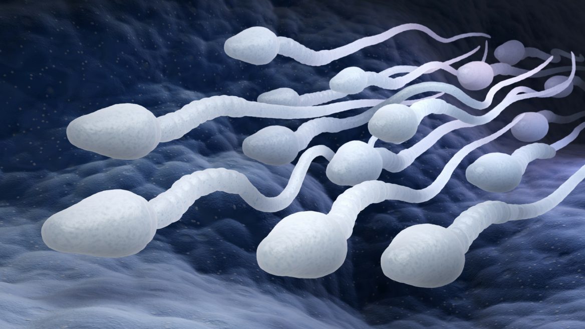 Sperms That Swim Together Beat Solitary Sperm In Mating Race