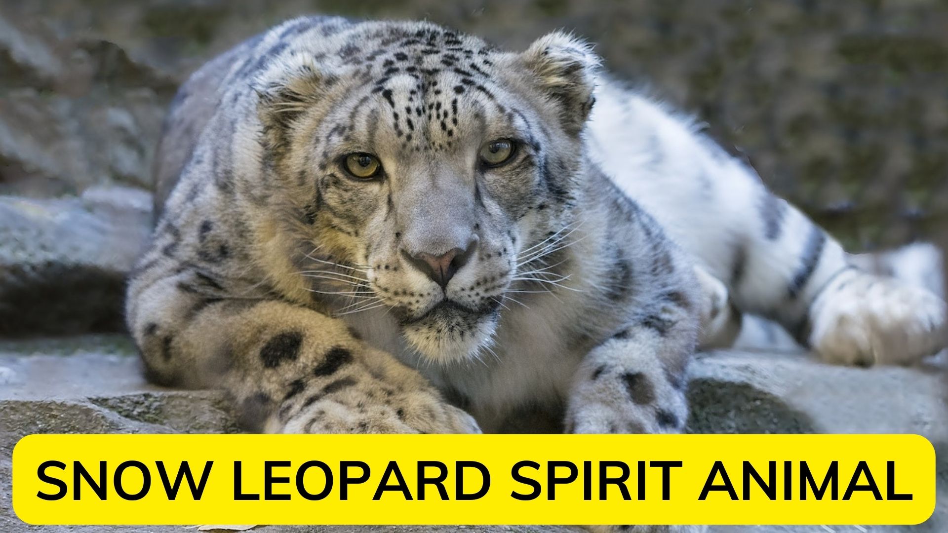 Snow Leopard Spirit Animal - Symbol Of The Power Of Psyche