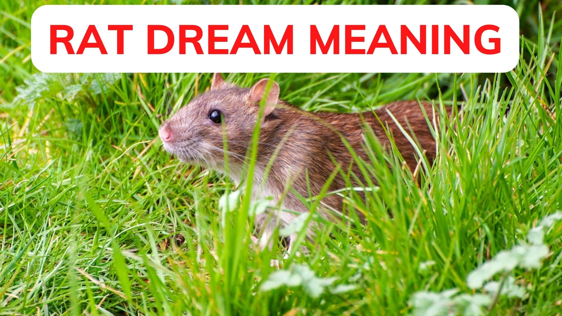 Rat Dream Meaning - Anxious At The Moment