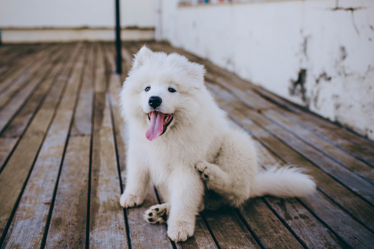 White Dog Dream Meaning - A Symbol Of Friendship And Happiness