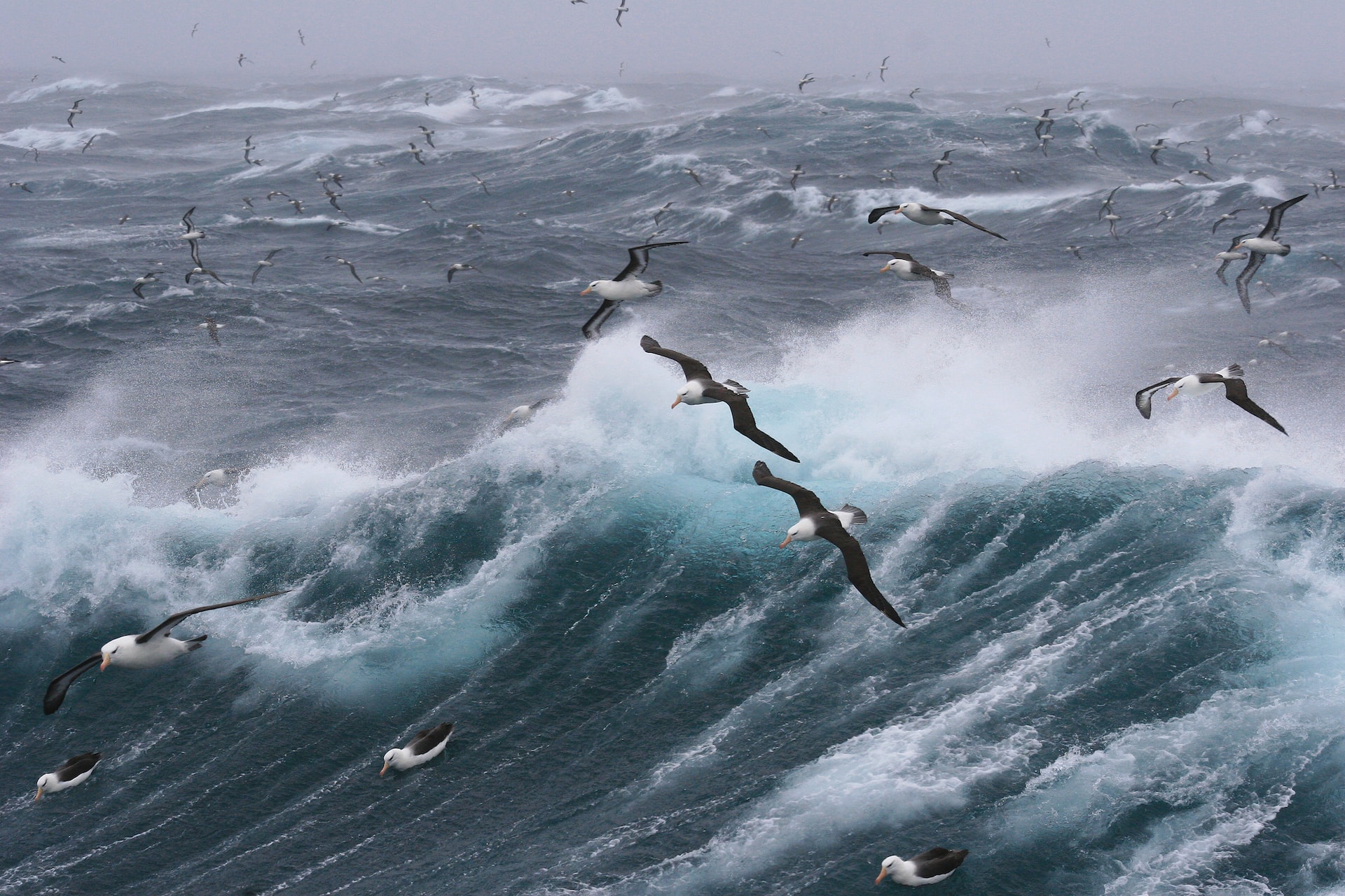 Flying Into Typhoons Helps Some Seabirds Survive The Storm