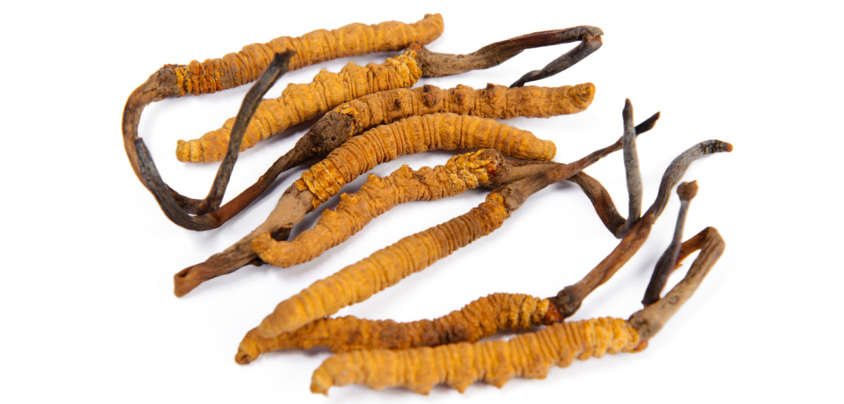 Cancer Drug Made From "Caterpillar Fungus" In The Himalayas Passes Early Clinical Trial