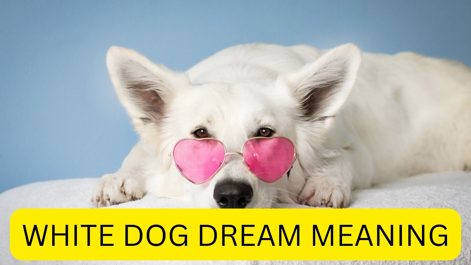 White Dog Dream Meaning - A Symbol Of Friendship And Happiness