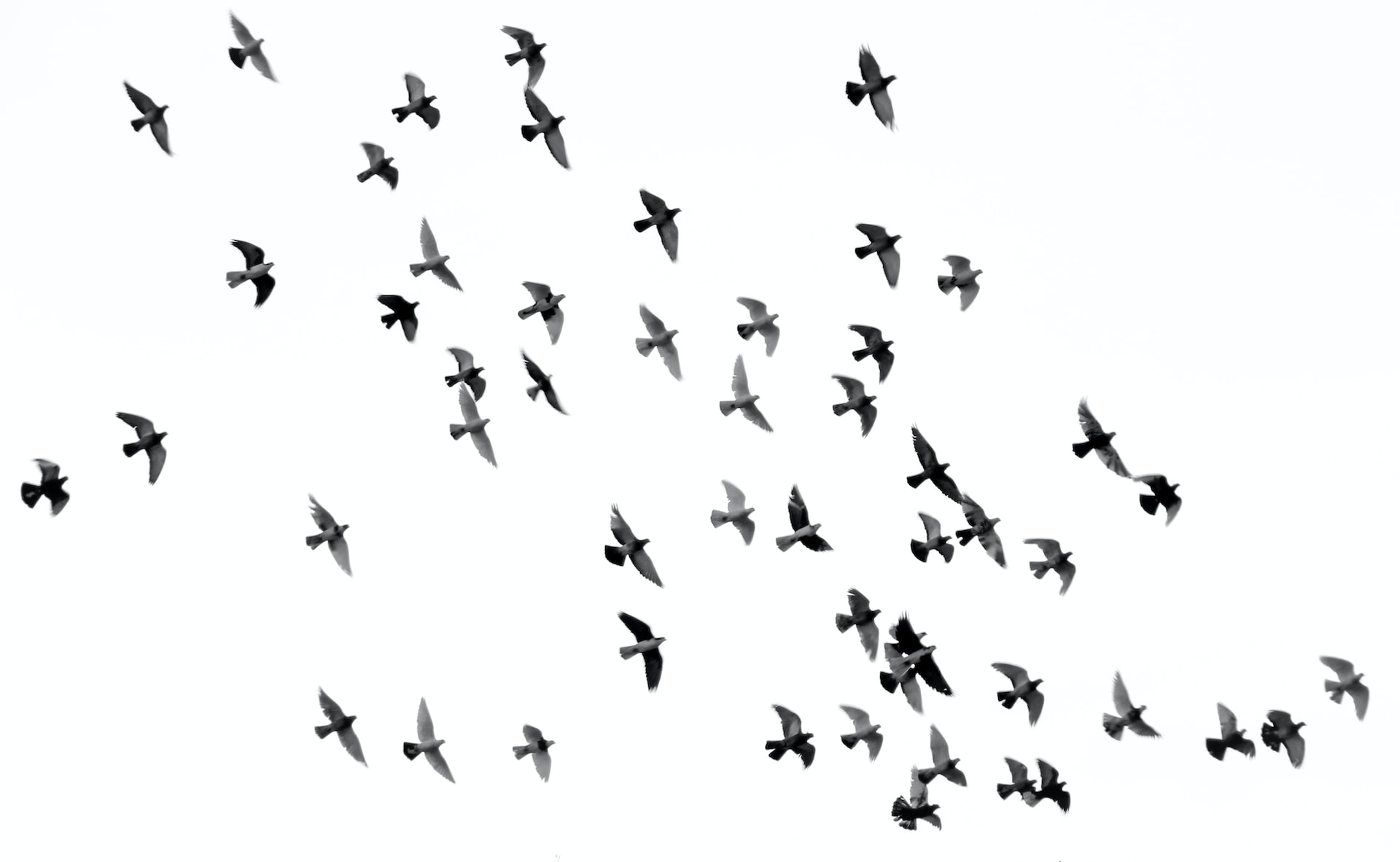 A flock of black birds flying in the sky