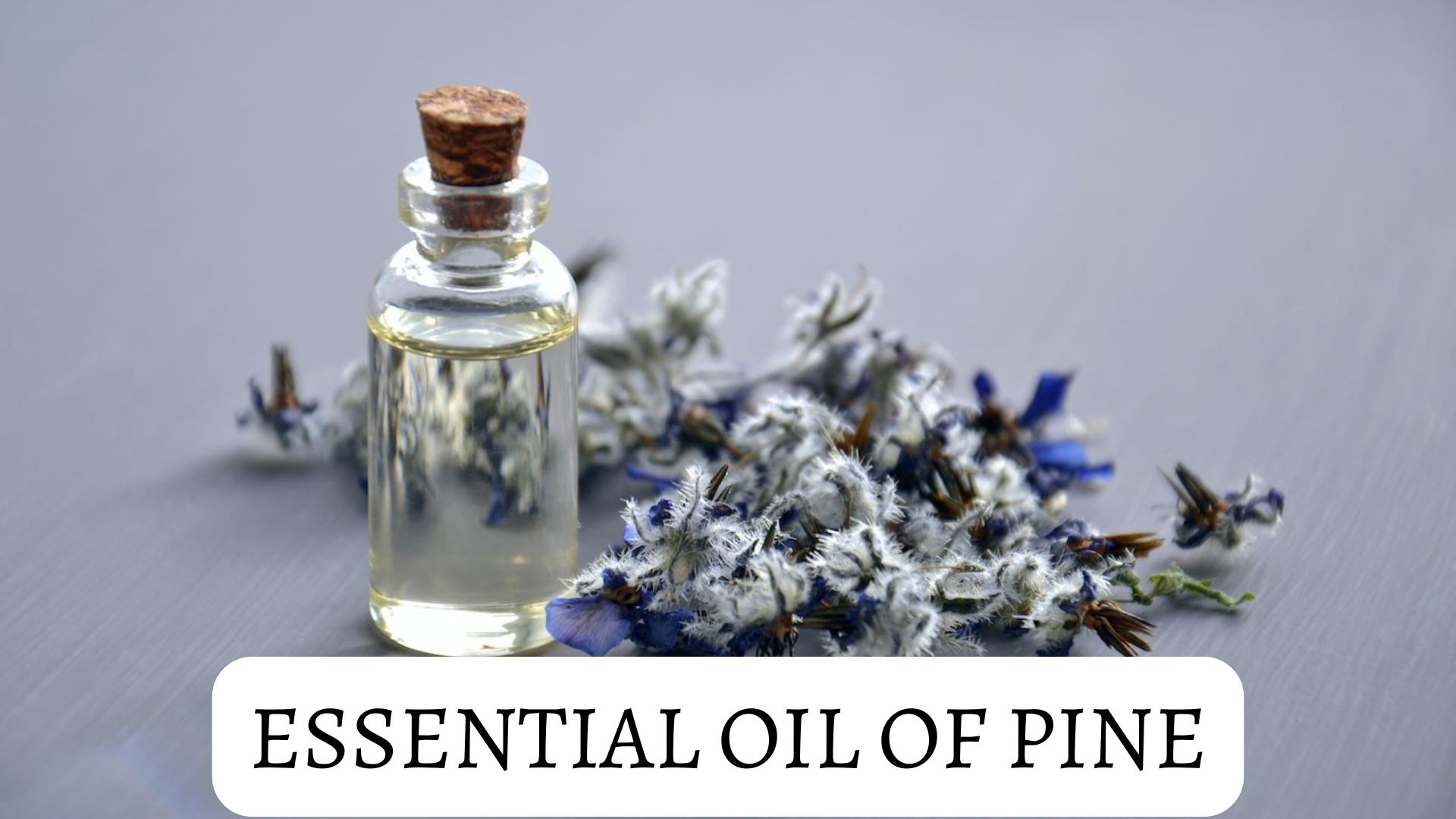 Essential Oil Of Pine - Known To Be An Antiseptic