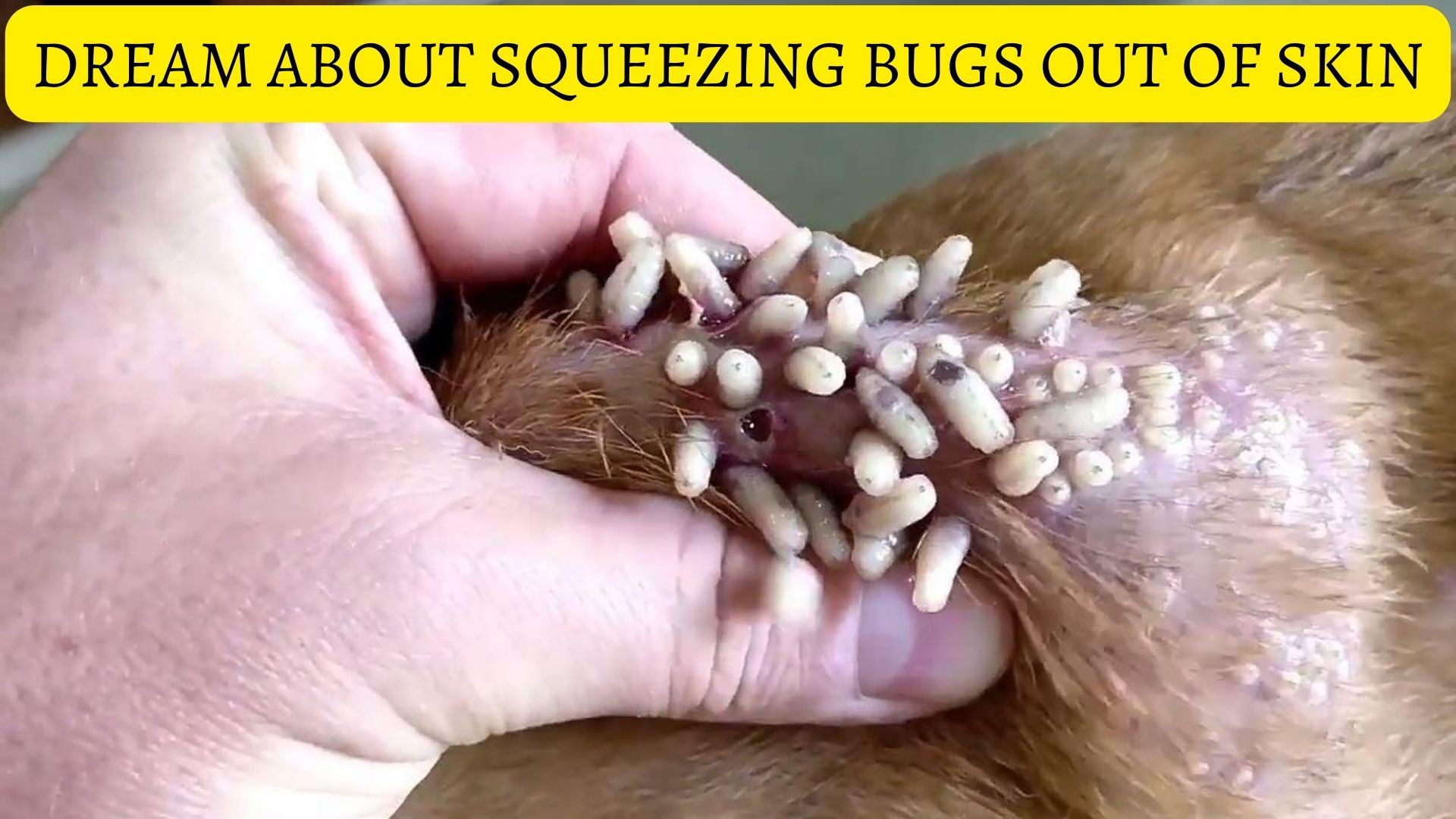 Dream About Squeezing Bugs Out Of Skin - Denotes Vitality, Strength, And Energy