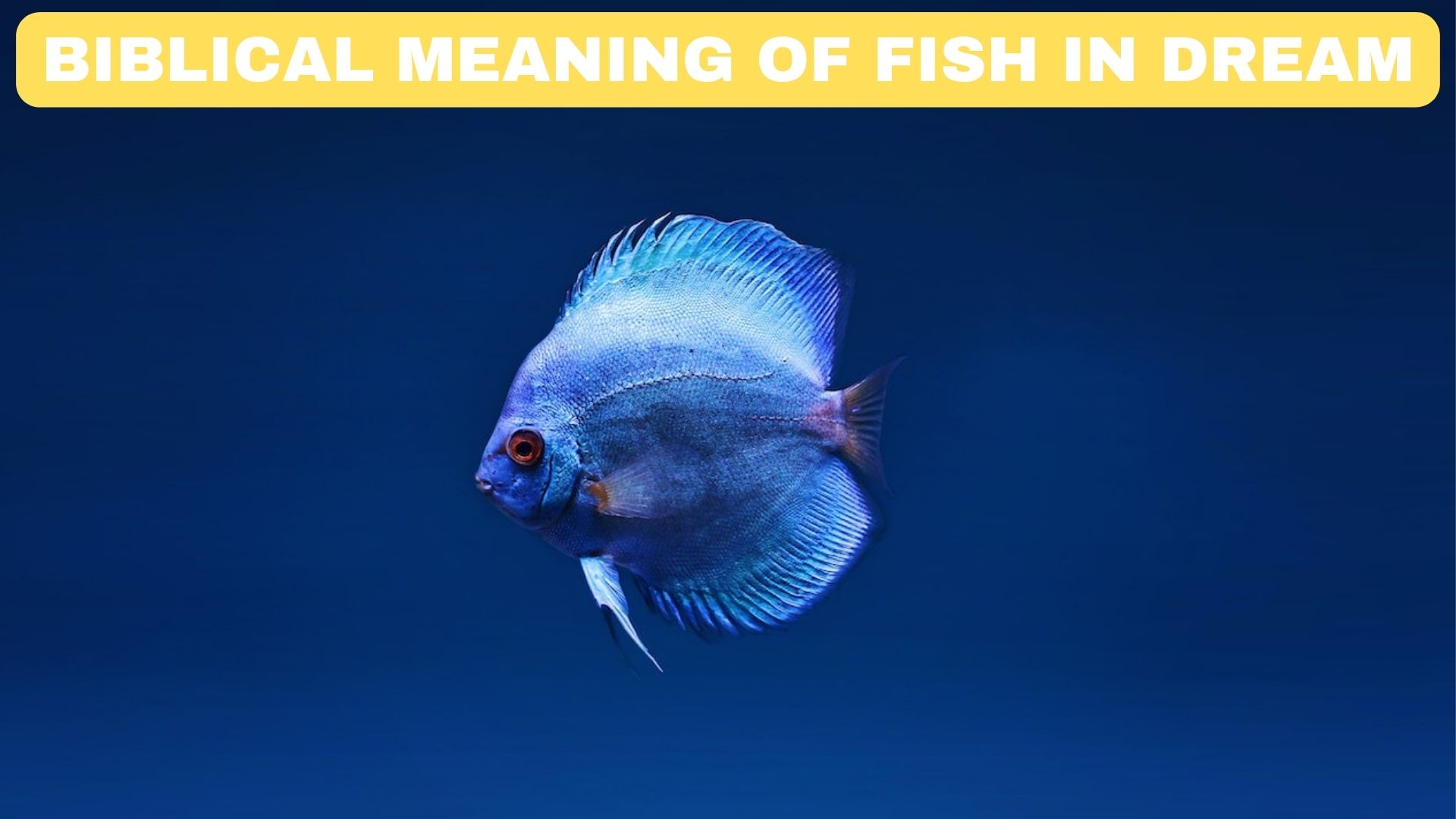 Biblical Meaning Of Fish In Dream