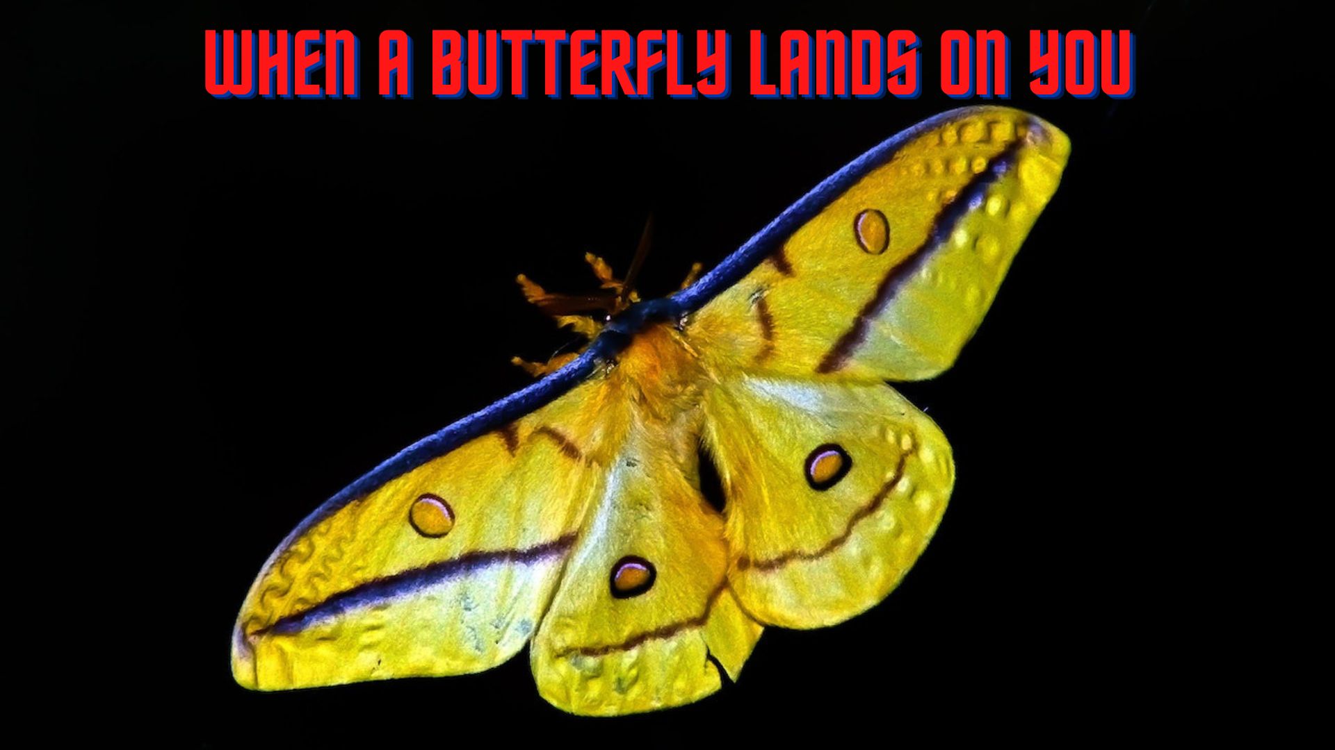 When A Butterfly Lands On You - Period Of Change