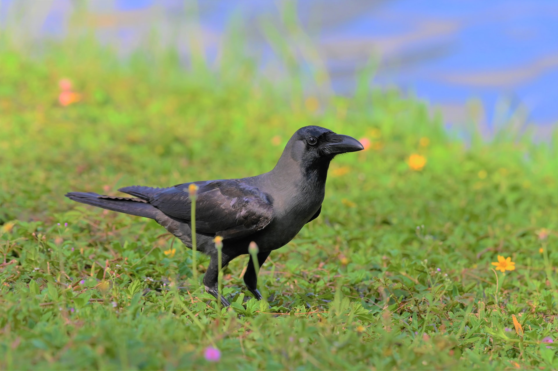 Meaning Of A Black Crow - Do They Signify Death And Bad Omen?