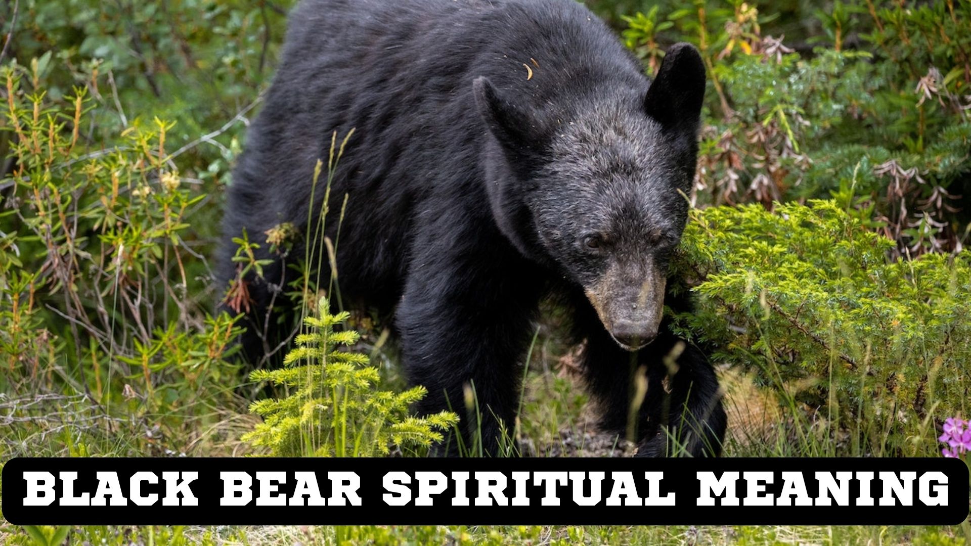 Black Bear Spiritual Meaning - A Symbol Of Patience